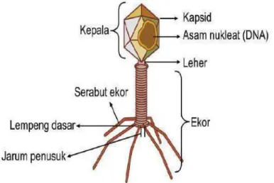 Gambar 3. Struktur Tubuh Bakteriofage  Sumber : https://kumpulanbagianpenting.blogspot.com 