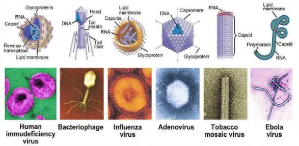 Gambar 4. Macam-macam bentuk virus  Sumber : https://www.dictio.id 