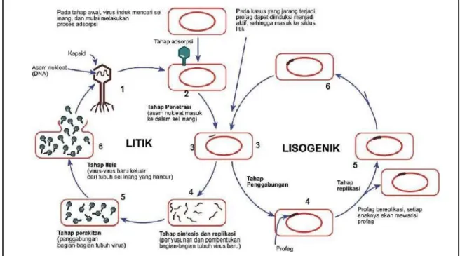 Gambar 5. Replikasi virus secara Litik dan Lisogenik  https://www.quipper.com. 