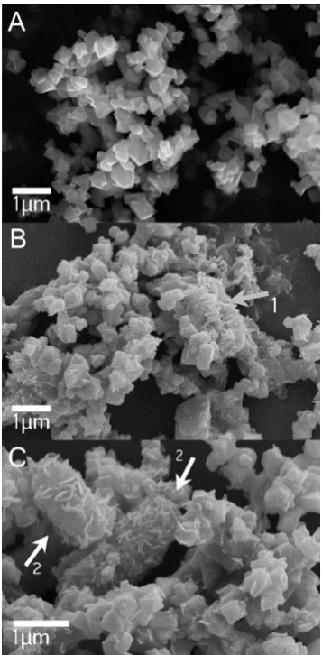 Figure 4. SEM micrographs of (A) magnetite nucleation site mineralsmedium. Arrow labeledBoFeN1 cultures seeded with magnetite after 5 days of incubation.Arrows labeledbefore incubation, and (B) magnetite nucleation sites in sterilecontrols aged for 14 days