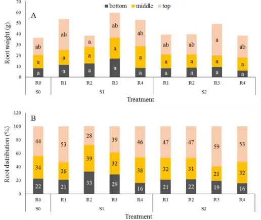 Fig 3.  Root weight (A) and root distribution (B) at depth of 0-6 cm (top layer), 6-12 cm (middle layer), and 12-18 cm (bottom layer) of rice plants grown in substrate treated with different sizes and application rates of biochar