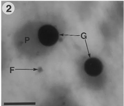 Fig. 3. Iron-rich particles (F) and protein bodies (P), whichcontain globoids (G), are shown in the hypocotyl groundmeristem tissue of a zygotic embryo