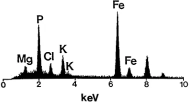 Fig. 7. Typical EDX analysis spectrum of an Fe-rich particlefrom the radicle ground meristem of a somatic embryo show-ing the P peak higher than the Fe peak.
