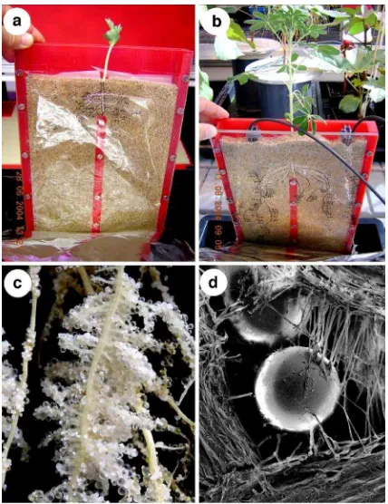 Fig. 1 Lupinus albusP or Ferhizoboxes 7 days after germination. Roots grow-out intoseparate root compartments