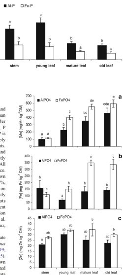 Fig. 4 Phosphorus concen-significant differencesPabove each barSE,on Altrations in stems and leaves(young, mature and older)of Lupinus albus L grown–P or Fe–P
