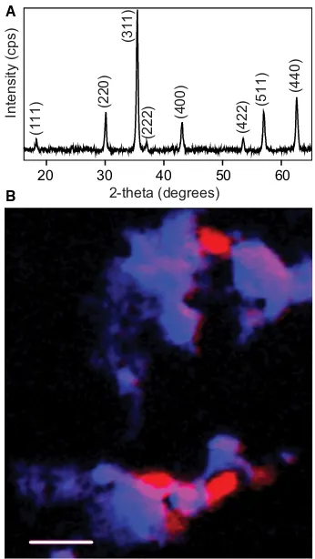 Fig. 1 (A) X-ray diffraction trace with the reﬂections for magnetite. (B) ColourFecomposite of two scanning transmission X-ray microscopy maps (opticaldensity, OD) measured at the C K-edge (OD288.2–OD280) in red and the L2,3-edge (OD709.5–OD700) in blue