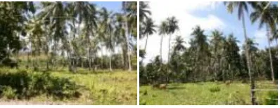 Gambar 5. Kebun Singkong di Dusun Wael 