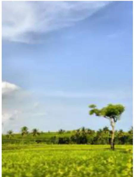 Foto  ini  berlokasi  di  persawahan Rambut Shiwi, Negara –  Bali.  Foto  ini  menggambarkan  pemandangan  dengan  penambahan  objek  pohon  di  antara  persawahan,  yang menjadikan point of interestnya  pohon tersebut