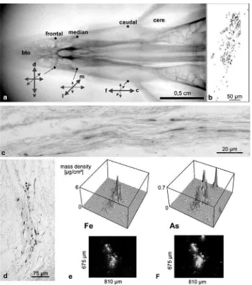 Fig. 3 Spatial distribution and quantity of iron minerals within themultiple iron-containing dendrites