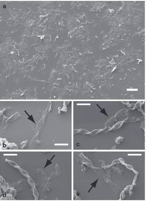 Figure 3 | SEM images of stalks treated with HCl 0.5 N. Either the samplewas treated with HCl in a tube, then rinsed and centrifuged (a), or thesample was treated and rinsed directly on the coverslip that served as asupport for SEM samples (b–e; see sample