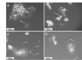 FIG. 1.Light microscopy images showing iron precipitates and cells (arrows) in cultures of Acidovorax sp