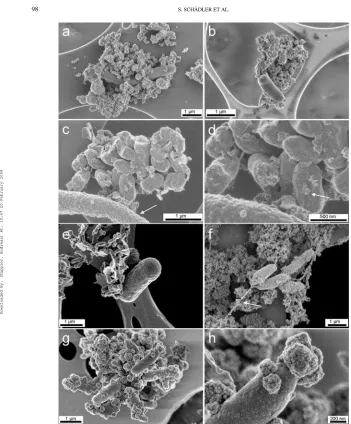 FIG. 2.Scanning electron micrographs of cells of the nitrate-reducing Fe(II)-oxidizing bacterium Acidovorax sp