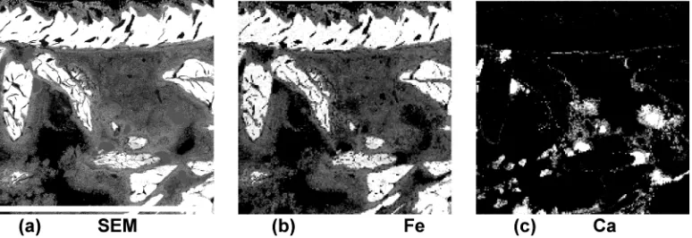 FIGURE 5. SEM images of a cemented sample (CS-I-14, see location in Figure 2). The image dimension is 850 × 850 µm: (a) showingextent of cementation (gray shading), (b) mapping of element iron, showing major pore filling secondary precipitate as Fe-bearing minerals,and (c) mapping of element calcium, showing the sequence of precipitation, initially starting with Ca-bearing minerals.