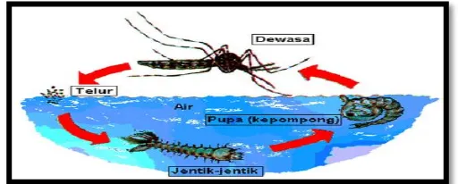 Gambar 2.5. Siklus hidup Nyamuk Aedes spp. 