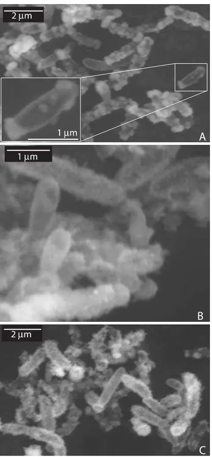 Fig. 6 X-ray diffractograms of precipitates collected from BoFeN1 culturesoxidizing dissolved Fe(II) when inoculated from a culture grown either withFe(II), nitrate plus acetate (‘Fe-/acetate-grown’) or grown with nitrate plusacetate (‘acetate-grown’)