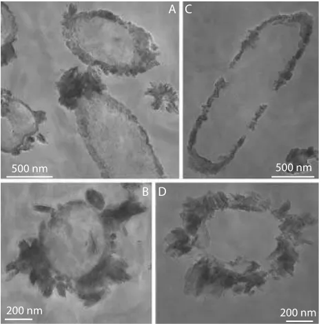 Fig. 8 Transmission electron micrographs of stained (A,B) and nonstained(C,D) thin sections of cells of strain BoFeN1 grown with dissolved Fe(II) (4 mM),nitrate (5 mM) and acetate (2 mM), and inoculated with a culture pregrown onthe same substrates
