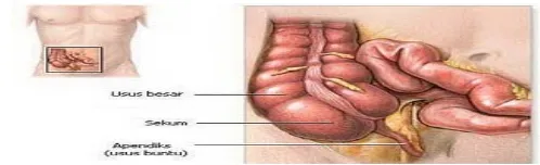 Gambar 2.1. Appendiks pada saluran pencernaan  