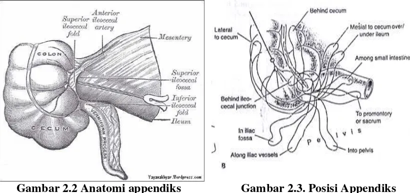 Gambar 2.2 Anatomi appendiks                    Gambar 2.3. Posisi Appendiks 