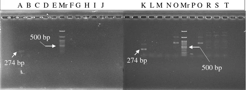 Gambar 2.1 Hasil  Polymerase Chain Reaction (PCR) dan Elektroforesis pada Isolat Listeria sp dari 20 sampel Ayam Betutu (Santi et al., 2015) 