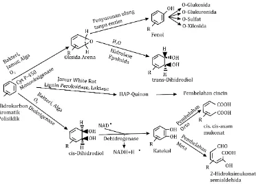 Gambar 4. Jalur utama biodegradasi dan transformasi HAP (Crawford & Crawford, 1996) 
