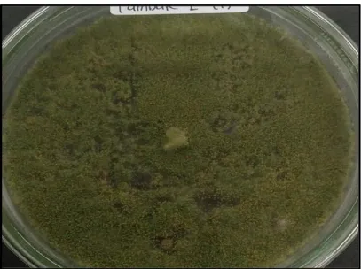 Gambar 5.  Bentuk koloni jamur Aspergillus terreus yang terdapat pada udang  vannamei
