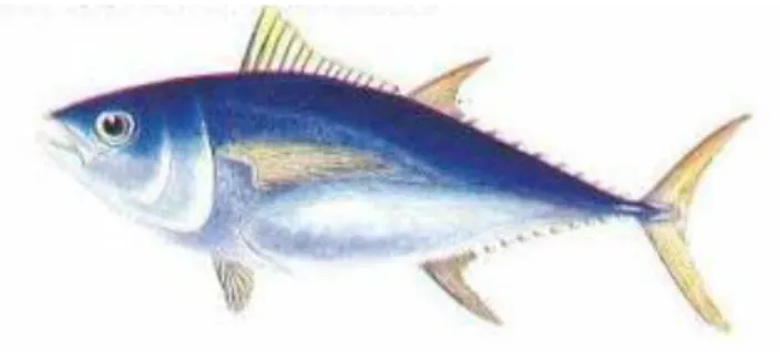 Gambar 1 Ikan Tuna sirip kuning  