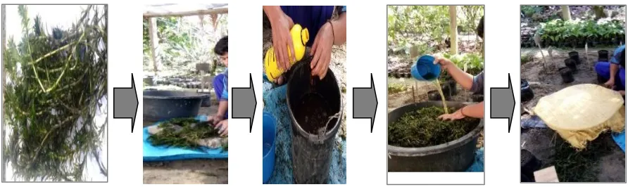 Gambar 1. Proses pembuatan kompos hydrilla 