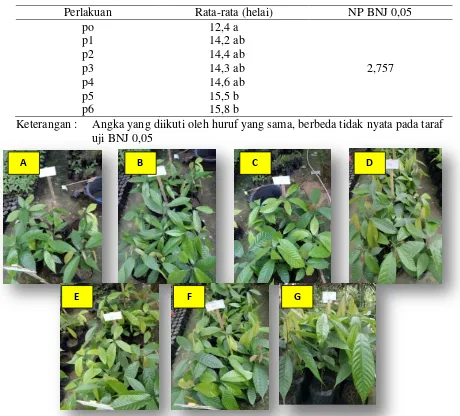 Tabel 1.  Hasil uji BNJ rata-rata jumlah daun bibit kakao (helai) yang diberi Hydrilla sebagai pupuk hijau pada umur 91 HST  