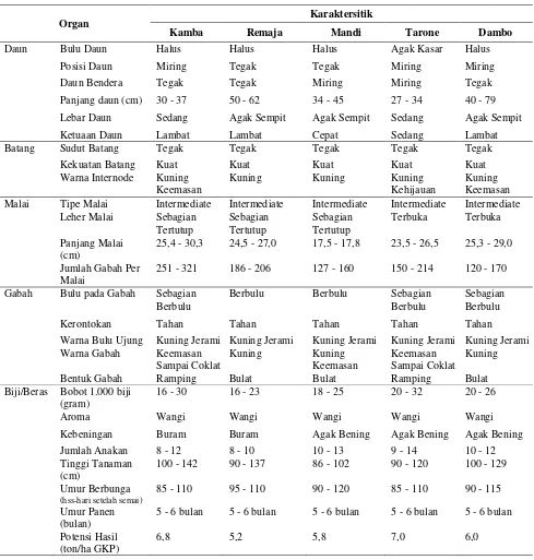Tabel  3.  Ciri morfologi dan argonomis padi lokal Seko 