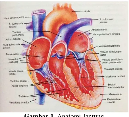 Gambar 1. Anatomi Jantung 