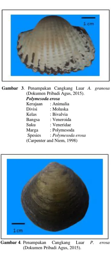 Gambar 4.  Penampakan  Cangkang  Luar  P.  erosa  (Dokumen Pribadi Agus, 2015). 