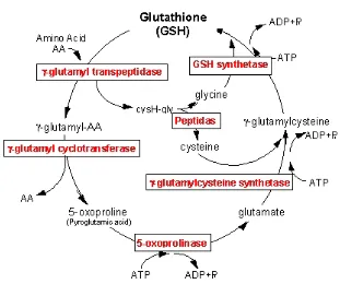 Gambar 2. Siklus Gamma Glutamyl 