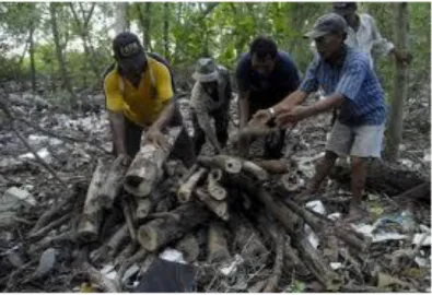 Gambar 4  Pembalakan mangrove yang ditemukan kelompok tani mangrove 