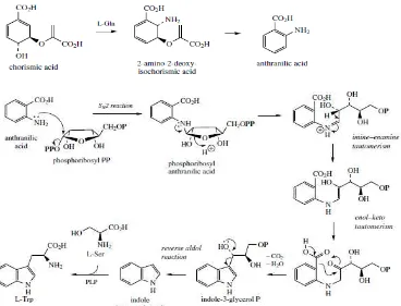 Gambar 2. 4 Biosintesis Serotonin dan Psilocibin 