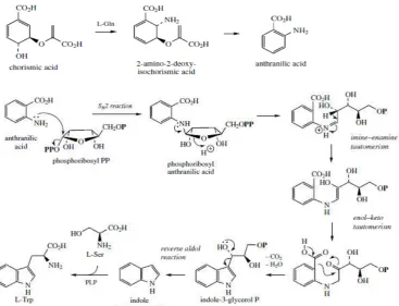 Gambar 2. 4 Biosintesis Serotonin dan Psilocibin 
