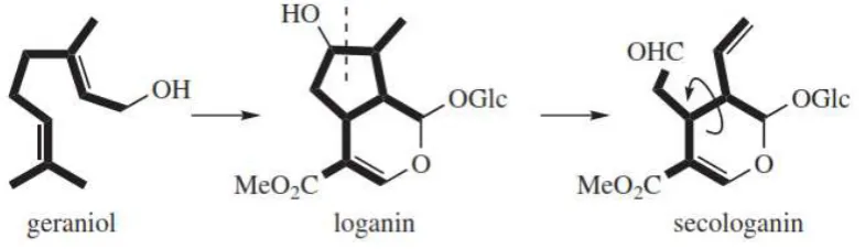 Gambar 2.5 Biosintesis kelompok β-Karbolin 