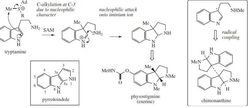 Gambar 2.10 Biosintesis alkaloid piroloindol 