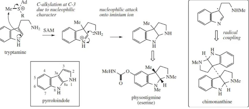 Gambar 2.10 Biosintesis alkaloid piroloindol 