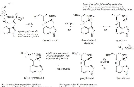 Gambar 2.11 biosintesis alkaloid ergot 