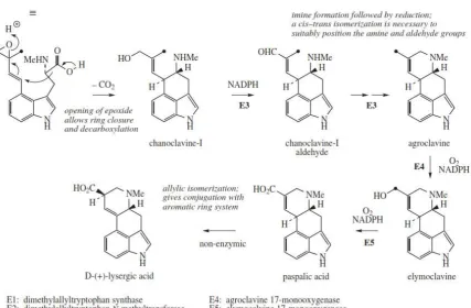 Gambar 2.11 biosintesis alkaloid ergot 