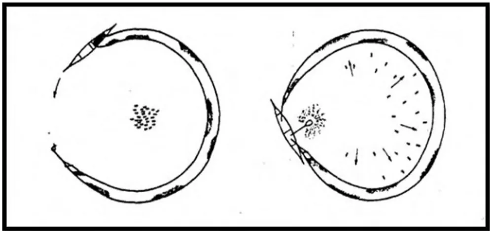 Gambar 2. 3 jaring Insang Lingkar (Sumber : FAO, 1999) 
