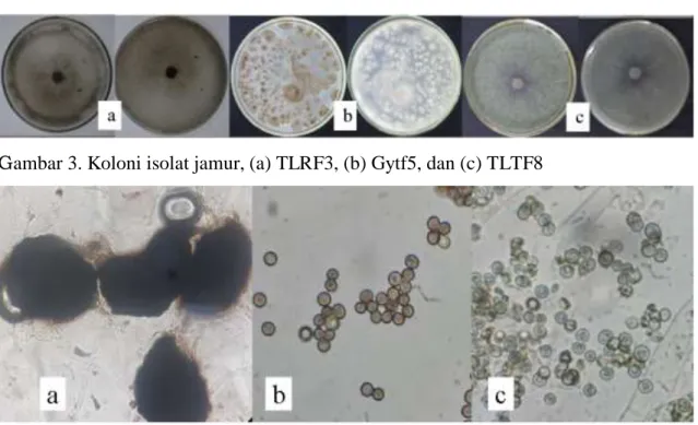 Gambar 3. Koloni isolat jamur, (a) TLRF3, (b) Gytf5, dan (c) TLTF8 