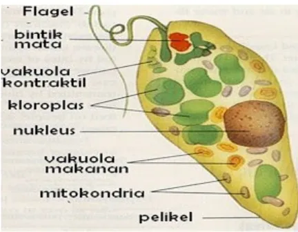 Gambar: Euglena sp