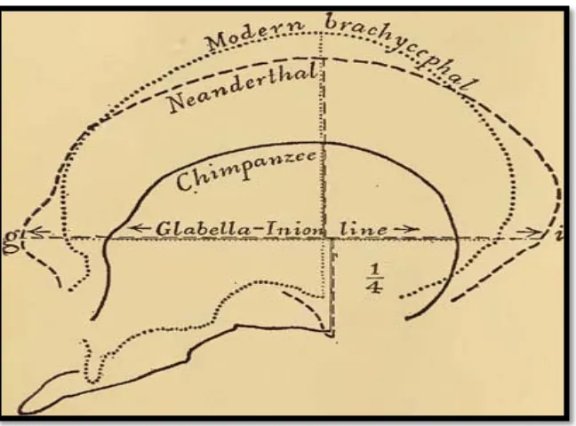Gambar 3. Titik pengukuran panjang kepala dari glabella ke inion                    (g)-(i)9,24 