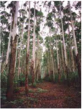 Gambar 1. Pohon E. Urophylla di Sektor Aek Nauli 