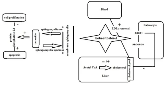 Gambar 2.5.3.1 Diagram aktivitas anti-kanker dari senyawa β-sitosterol