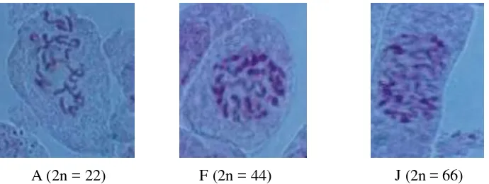 Gambar 2. Hasil Pengamatan Kromosom pada Tanaman Jahe Emprit yang Mengganda dan Kontrol
