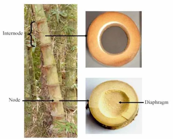 Gambar 2.1 Karakteristik batang bambu betung (Dendrocalamus asper)