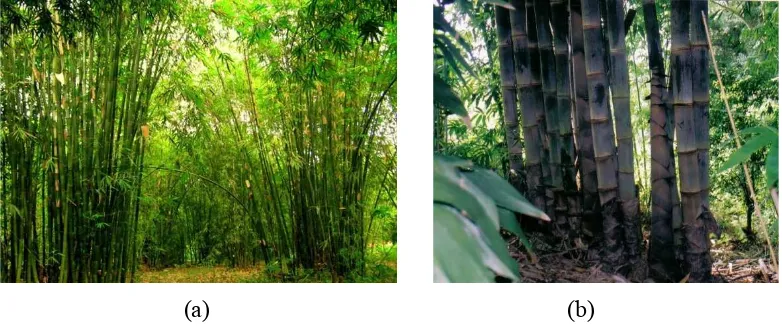 Gambar 2.2 (a) Rumpun bambu, dan (b) Bambu betung (Dendrocalamus asper)