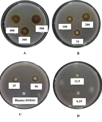 Gambar hasil uji aktivitas antibakteri fraksi etilasetat kulit buah  markisa ungu  terhadap bakteri Staphylococcus aureus  